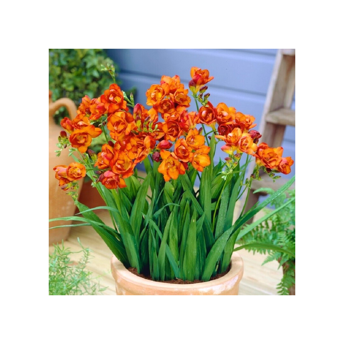 Frézia plnokvetá oranžová - Freesia - predaj cibuľovín - 3 ks