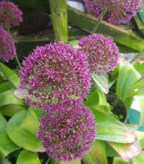 Cesnak Ostara - Allium - predaj cibuľovín - 3 ks