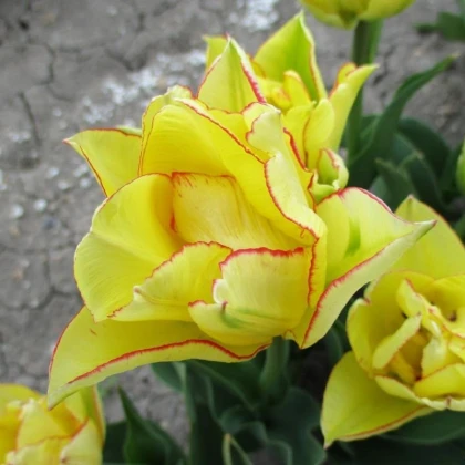 Tulipán Aquilla - Tulipa - predaj cibuľovín - 3 ks