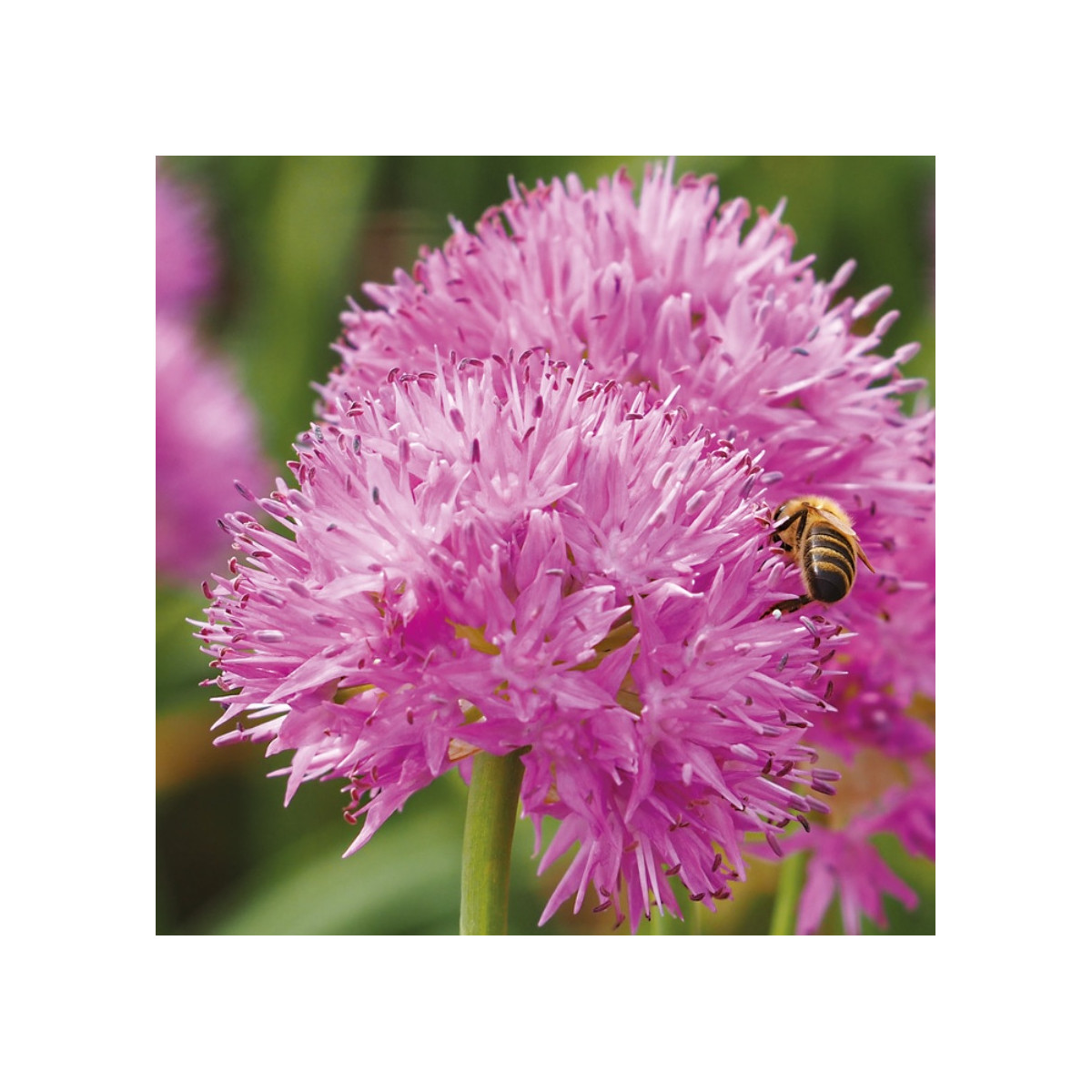 Cesnak Carolinianum - Allium - predaj cibuľovín - 3 ks