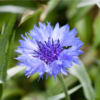 Nevädza poľná modrá - Centaurea cyanus - semiačka - 30 ks
