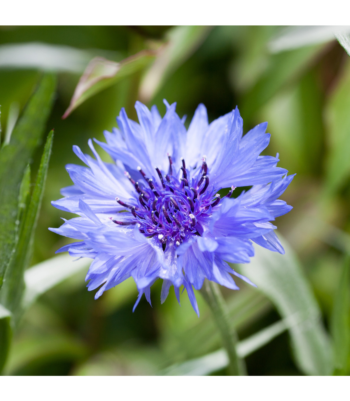 Nevädza poľná modrá - Centaurea cyanus - semiačka - 30 ks