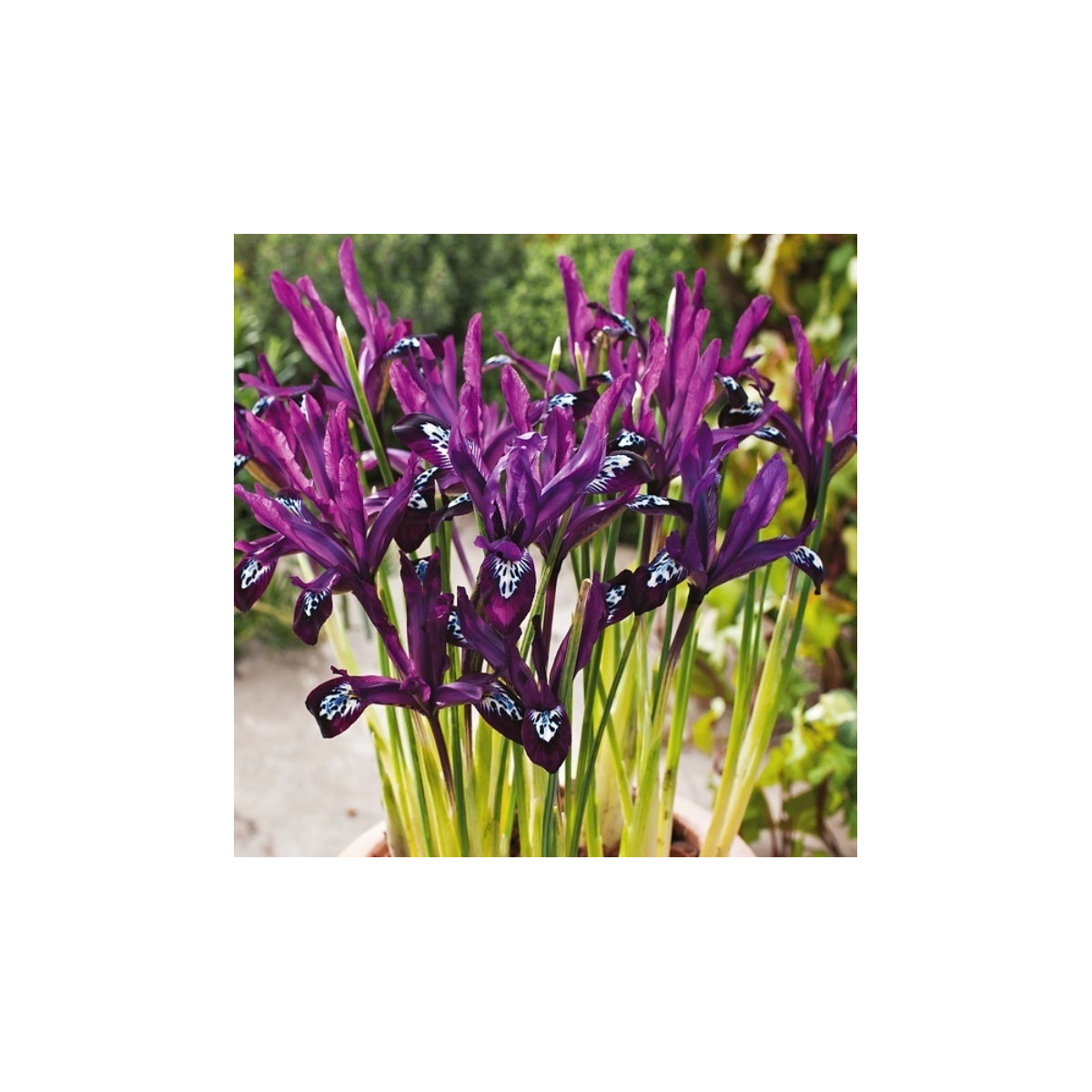 Kosatec sieťkovaný Pauline - Iris reticulata - predaj cibuľovín - 3 ks