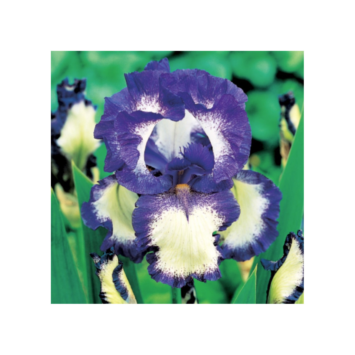 Kosatec nemecký Loop the Loop - Iris germanica - predaj hľúz - 1ks