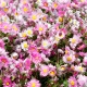 Časovka suchmázdritá - Rhodanthe manglesii - semiačka -100 ks
