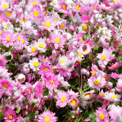 Časovka suchmázdritá - Rhodanthe manglesii - semiačka -100 ks