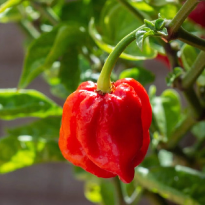 Chilli 7 Pot Douglah Red - Capsicum chinense - predaj semien - 7 ks