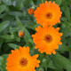 Nechtík lekársky Orange Daisy - Calendula officinalis - predaj semienka - 60 ks