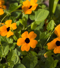 Tunbergia krídlatá - Thunbergia alata - predaj semien - 12 ks