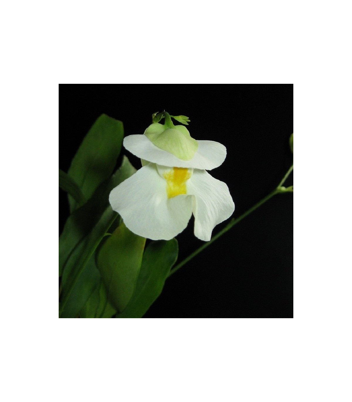 Bublinatka orchidoidná - Utricularia alpina - predaj semien - 10 ks