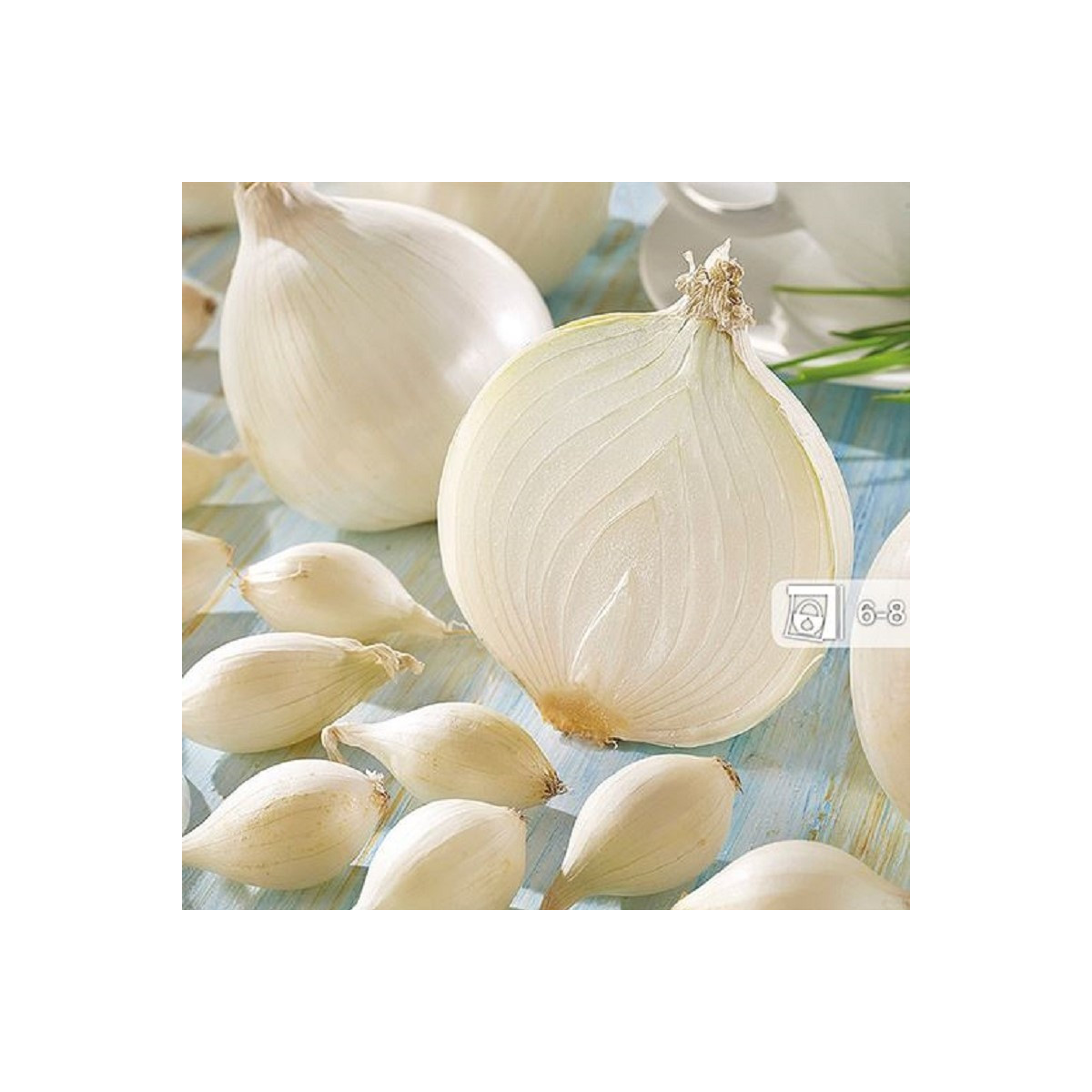 Cibuľa sadzačka Silvermoon ozimná - Allium cepa - predaj cibule - 50 ks