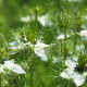 Černuška damašská biela - Nigella damascena - predaj semien - 150 ks