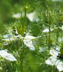 Černuška damašská biela - Nigella damascena - predaj semien - 150 ks