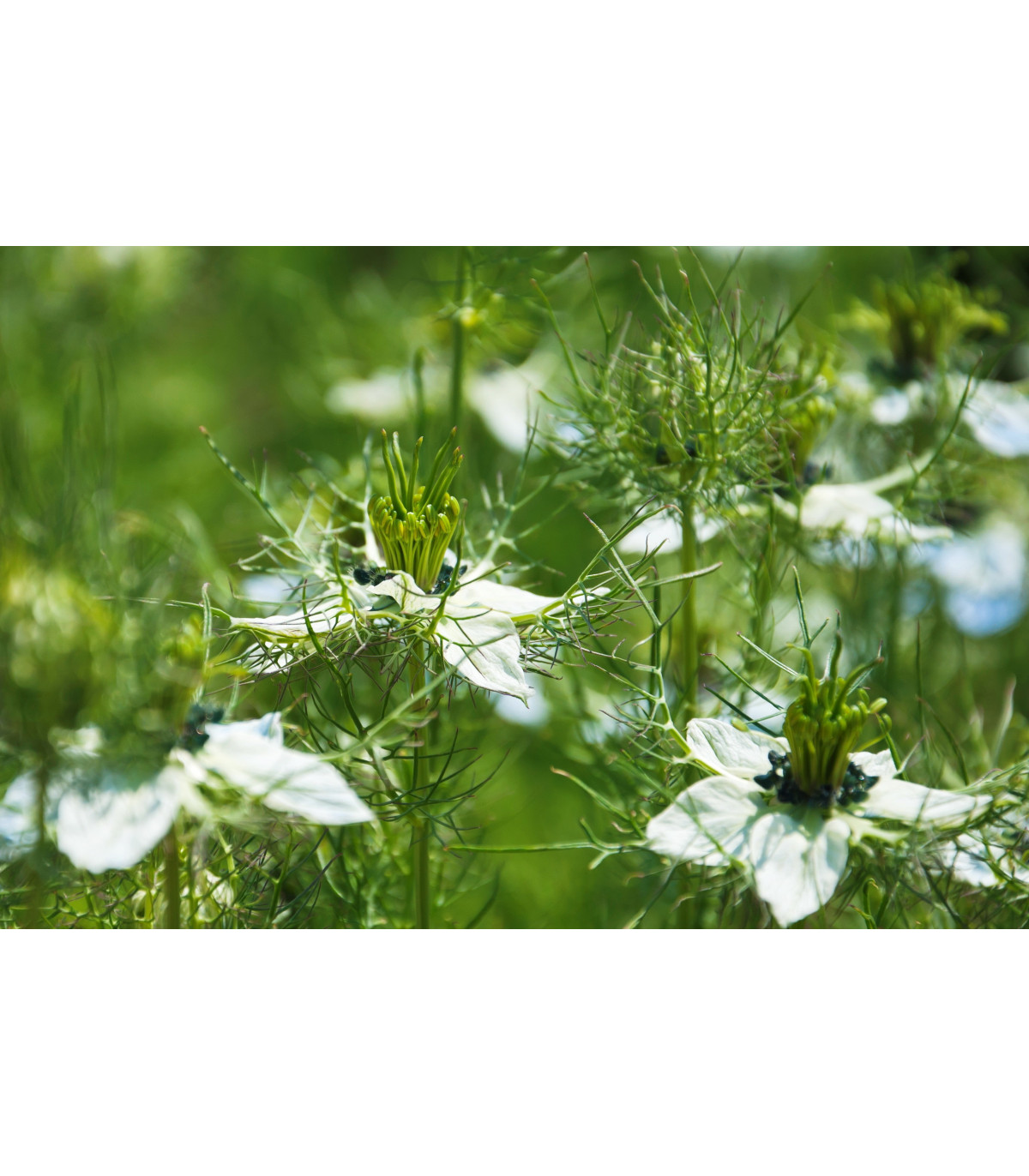 Černuška damašská biela - Nigella damascena - predaj semien - 150 ks
