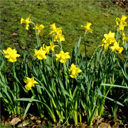 Narcis February Gold - Narcissus - predaj cibuľovín - 3 ks