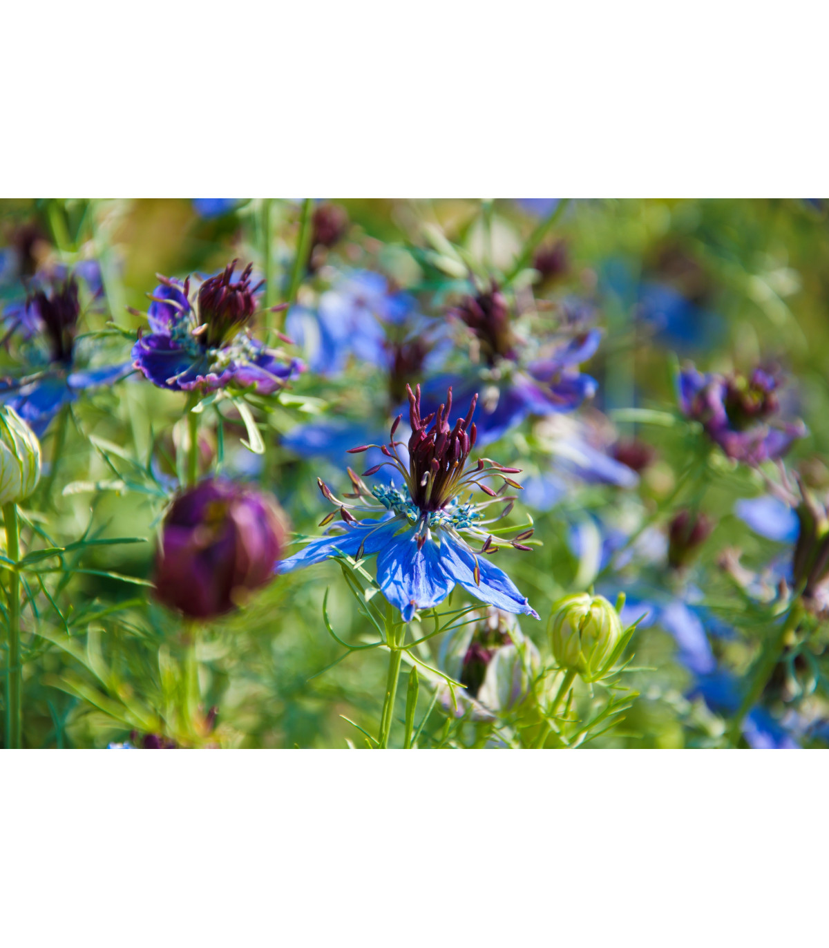 Černuška damašská modrá - Nigella damascena - semiačka - 200 ks