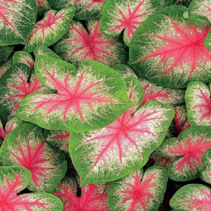Kaládium Pink Beauty - Caladium bicolor - predaj cibuľovín - 1 ks