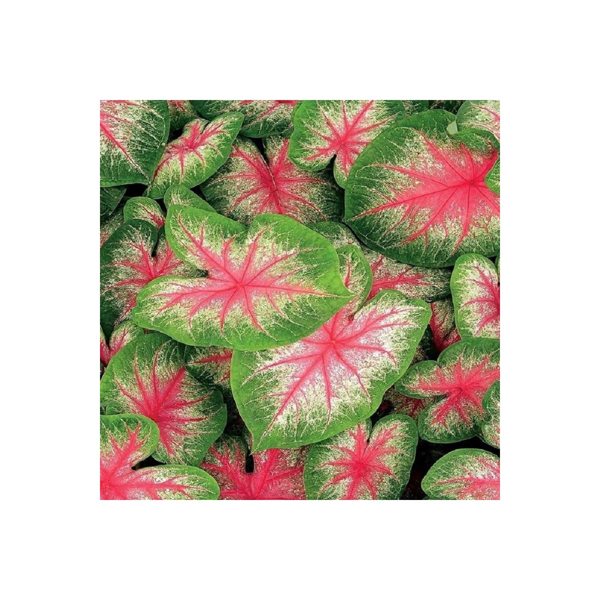 Kaládium Pink Beauty - Caladium bicolor - predaj cibuľovín - 1 ks