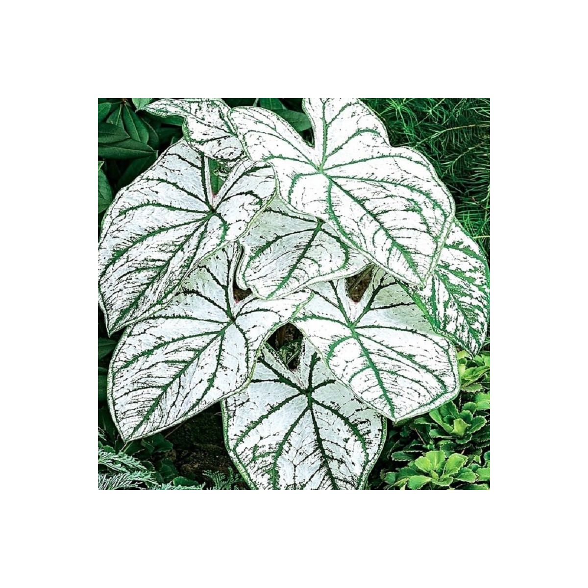 Kaládium Candidum Sr - Caladium bicolor - predaj cibuľovín - 1 ks