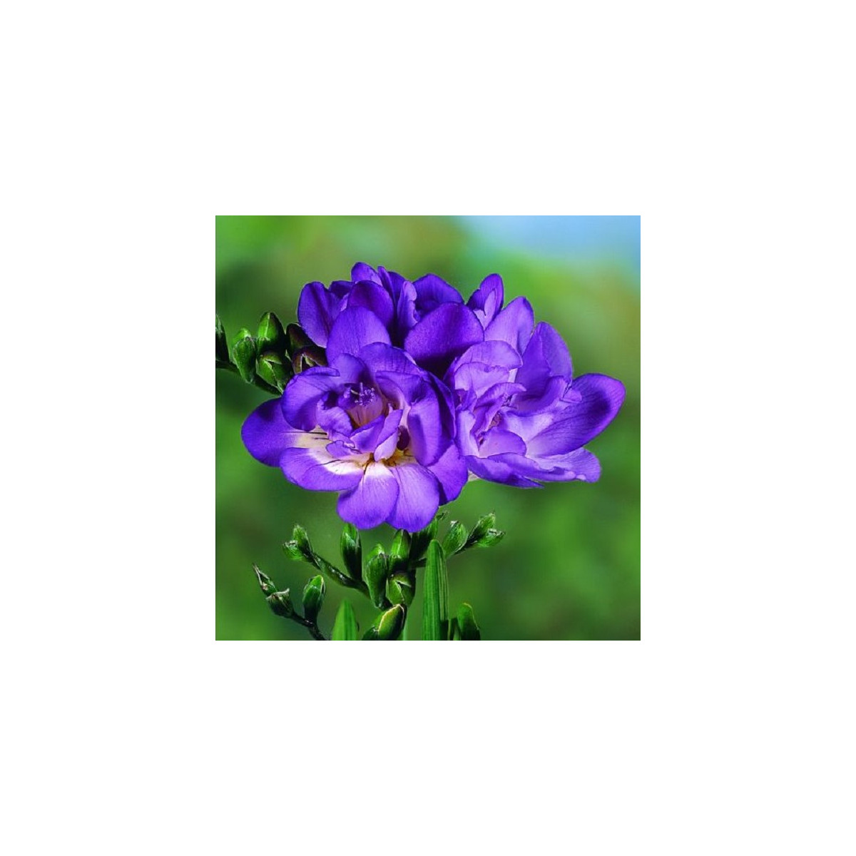 Frézia plnovetá modrá - Freesia - predaj cibuľovín - 3 ks