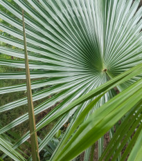 Trachykarpus žinený - Trachycarpus fortunei x princeps - predaj semien - 3 ks