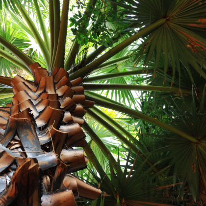 Trachykarpus žinený - Trachycarpus fortunei x princeps - predaj semien - 3 ks