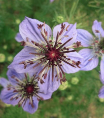 Černuška španielska - Nigella hispanica - predaj semien - 80 ks