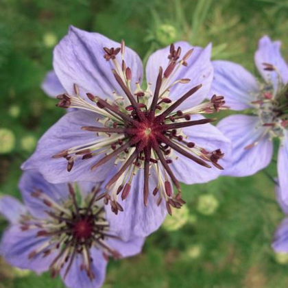 Černuška španielska - Nigella hispanica - predaj semien - 80 ks
