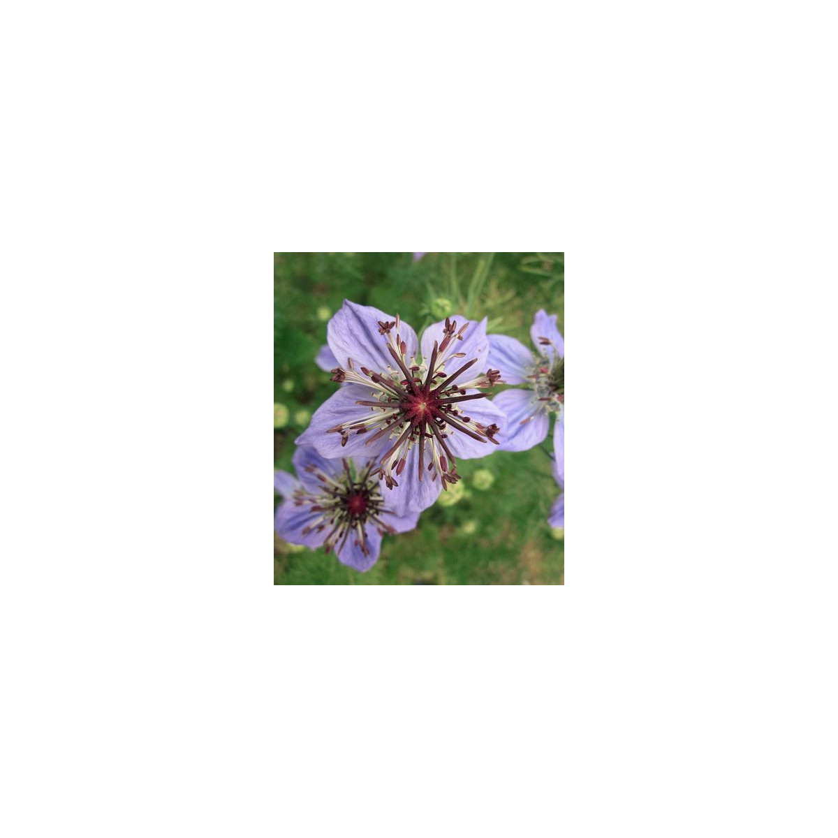 Černuška španielska - Nigella hispanica - predaj semien - 80 ks