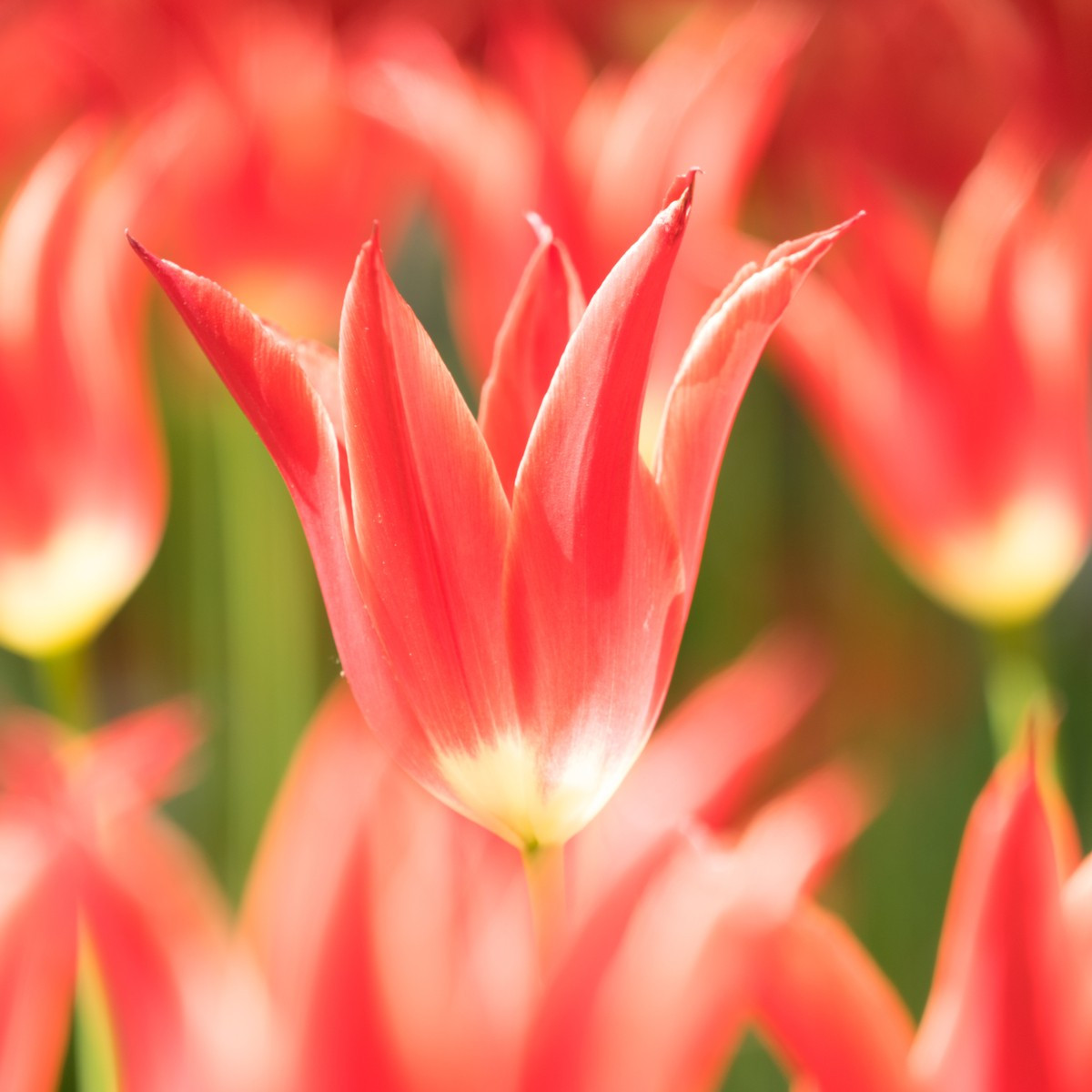 Tulipán Aladdin - cibuľky - 3 ks