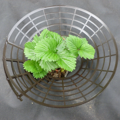 Podložka pod jahody - plastový - predaj pestovateľských pomôcok - 1 ks