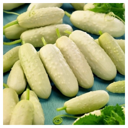 BIO Uhorka poľná White Wonder - Cucumis sativus - predaj bio semien - 10 ks