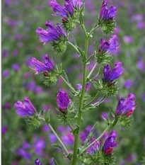 Hadinec skoroceľový - Echium plantagineum - predaj semien - 100 ks