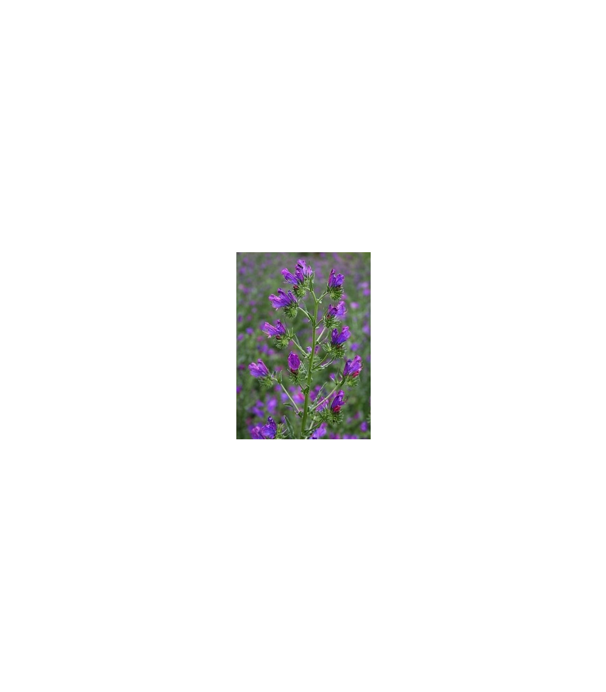 Hadinec skoroceľový - Echlum plantagineum - semiačka - 0,5 g