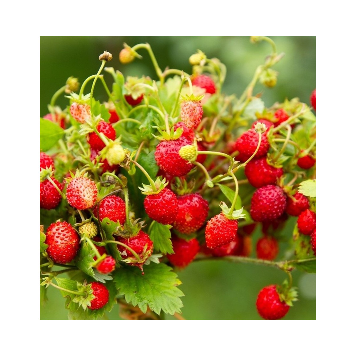 BIO Jahody stáleplodiace Reine des Vallées - Fragaria ananassa - predaj semien - 10 ks