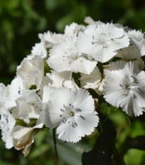 BIO Klinček bradatý Sweet William - Dianthus barbatus - predaj bio semien - 50 ks