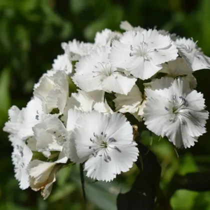 BIO Klinček bradatý Sweet William - Dianthus barbatus - predaj bio semien - 50 ks