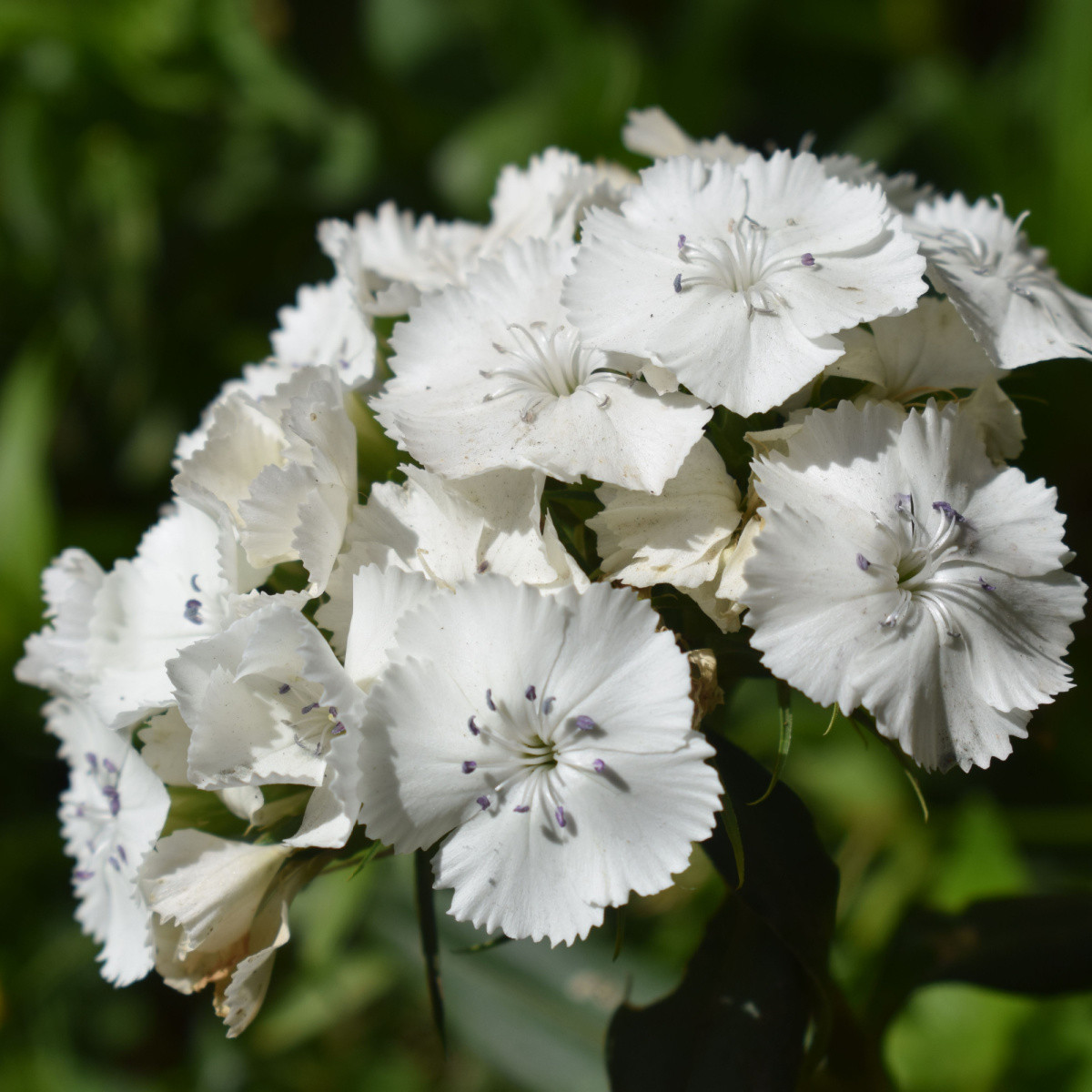 BIO Klinček bradatý Sweet William - Dianthus barbatus - predaj bio semien - 50 ks