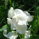 Hrachor popínavý kráľovský - Lathyrus odoratus -semiačka - 20 ks