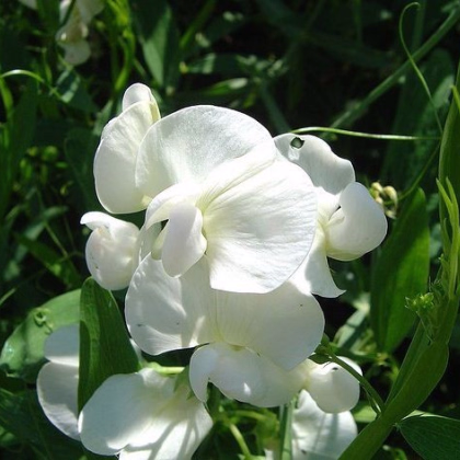 Hrachor popínavý kráľovský - Lathyrus odoratus -semiačka - 20 ks