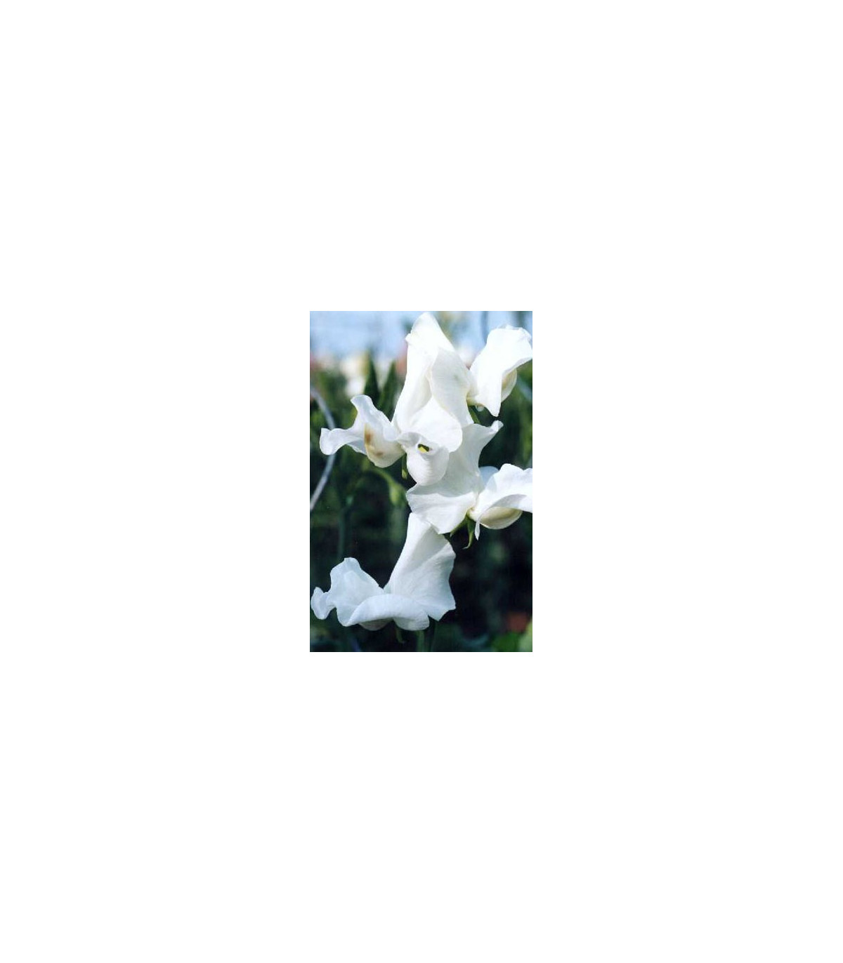 Hrachor popínavý kráľovský biely - Lathyrus odoratus - semiačka - 20 ks