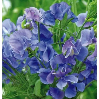 Hrachor popínavý kráľovský modrý - Lathyrus odoratus - predaj semien - 20 ks