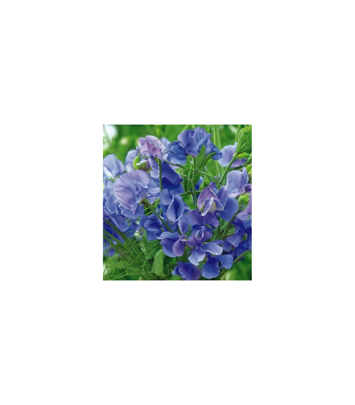 Hrachor popínavý kráľovský modrý - Lathyrus odoratus - predaj semien - 20 ks