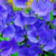 Hrachor popínavý modrý - Lathyrus odoratus - semiačka - 20 ks