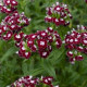 BIO Klinček bradatý Sweet William Chris - Dianthus barbatus - predaj bio semien - 50 ks