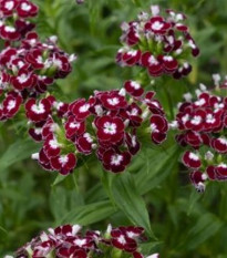 BIO Klinček bradatý Sweet William Chris - Dianthus barbatus - predaj bio semien - 50 ks