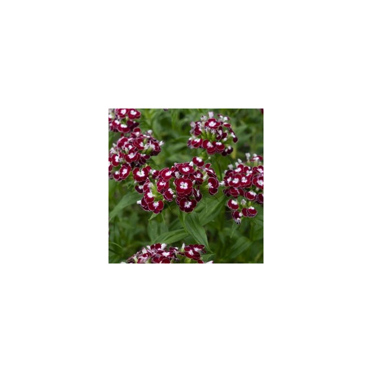 BIO Klinček bradatý Sweet William Chris - Dianthus barbatus - predaj bio semien - 50 ks