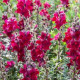 BIO Papuľka väčšia Black Prince - Antirrhinum majus - predaj bio semien - 20 ks