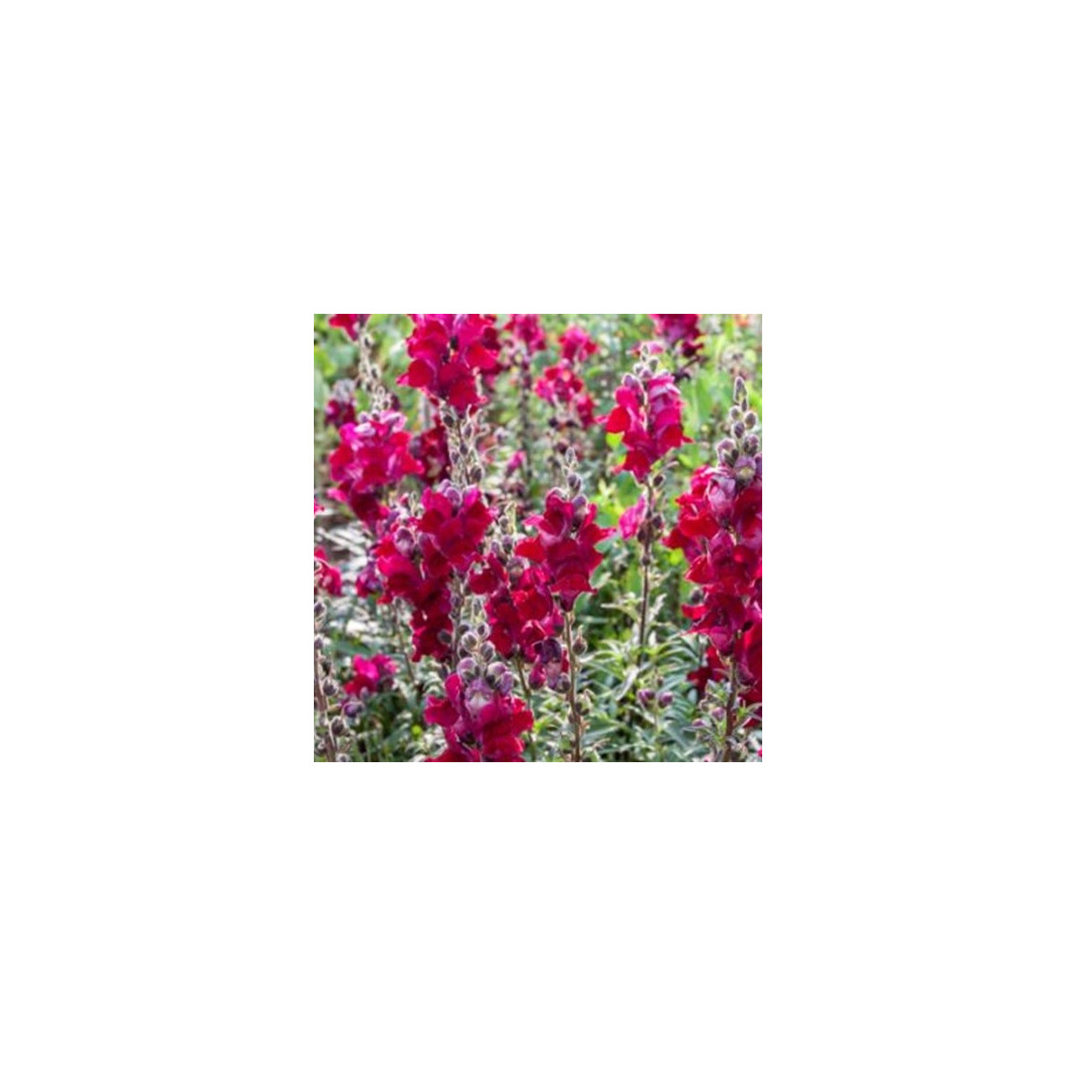 BIO Papuľka väčšia Black Prince - Antirrhinum majus - predaj bio semien - 20 ks