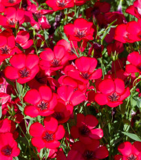 BIO Ľan veľkokvetý červený - Linum grandiflorum - predaj bio semien - 120 ks